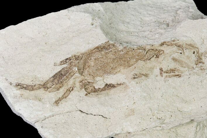Miocene Pea Crab (Pinnixa) Fossil - California #141624